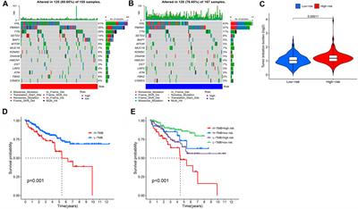 A newly defined basement membrane-related gene signature for the prognosis of clear-cell renal cell carcinoma